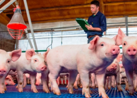El negocio porcino gana espacio frente a la carne vacuna