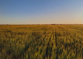 INTA: el ambiente define el impacto del manejo agrícola