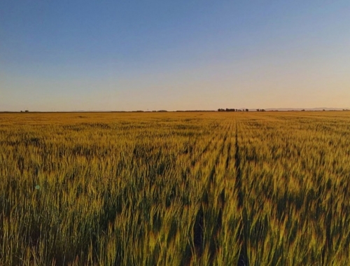 INTA: el ambiente define el impacto del manejo agrícola