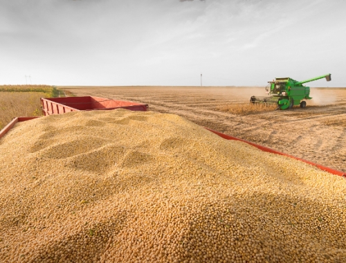 Harina de soja argentina: logra una prima de US$6 por la demanda europea