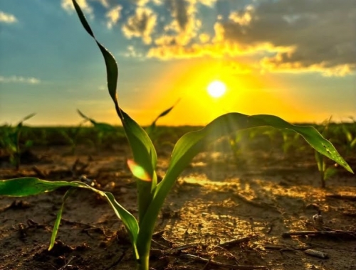 Campaña 2026/27: Córdoba espera mejores márgenes, pero el clima será clave