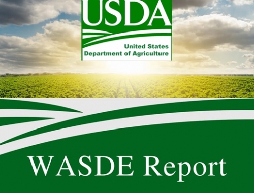 USDA: Argentina mantiene sus proyecciones de soja y maíz