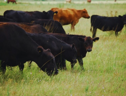 Ganadería: cómo mejorar la preñez y la rentabilidad del rodeo