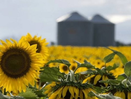 Girasol 2026/27: la siembra alcanza el 41,9% del área prevista