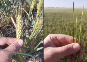 Trigo: las heladas y la falta de radiación amenazan los rindes