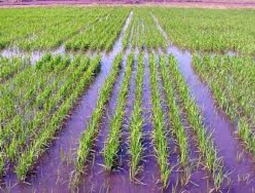 Arroz: la superficie sembrada cayó 12% en Argentina
