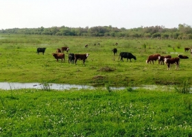 Crecida del Paraná: claves para evacuar la hacienda a tiempo