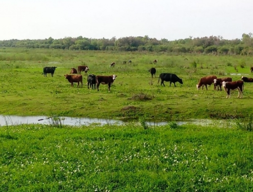 Crecida del Paraná: claves para evacuar la hacienda a tiempo