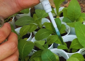 INTA y Conicet desarrollan un bioinsumo para controlar hongos en cultivos