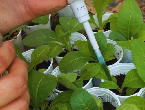 INTA y Conicet desarrollan un bioinsumo para controlar hongos en cultivos