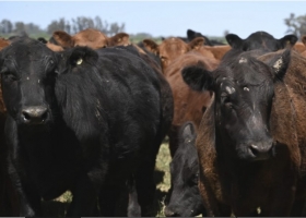 SENASA reglamentó la libre elección de veterinarios para vacunar