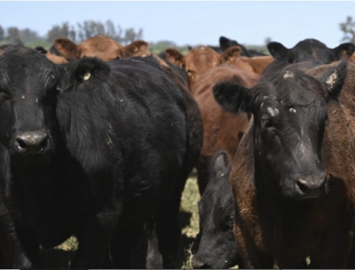 SENASA reglamentó la libre elección de veterinarios para vacunar