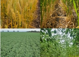 La Pampa logró una cosecha récord de maíz: 4,9 millones de toneladas