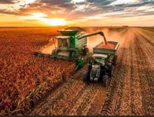 Sorgo: Argentina podría exportar 1,7 millones de toneladas en 2026/27