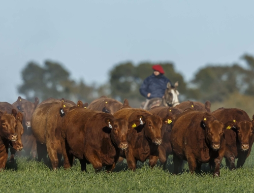 CRA rechaza descuentos a productores por la plataforma VISEC Carne