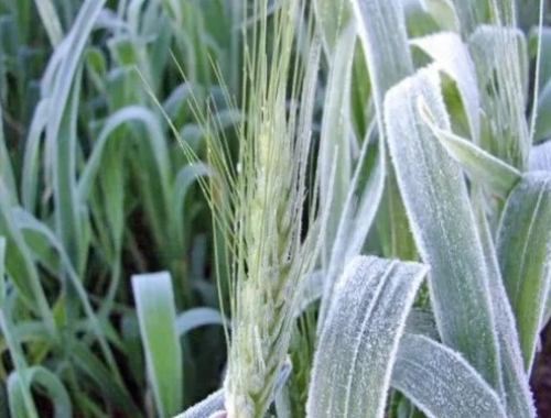 Trigo: las heladas provocan pérdidas de hasta el 15% en lotes