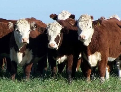Novillo Mercosur: Uruguay volvió a los US$ 6 por kilo
