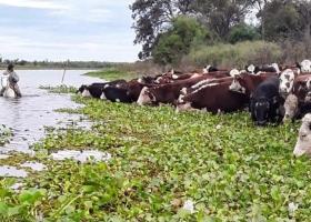 El Niño: Santa Fe evacuó más del 70% del ganado de las islas