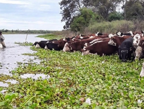 El Niño: Santa Fe evacuó más del 70% del ganado de las islas