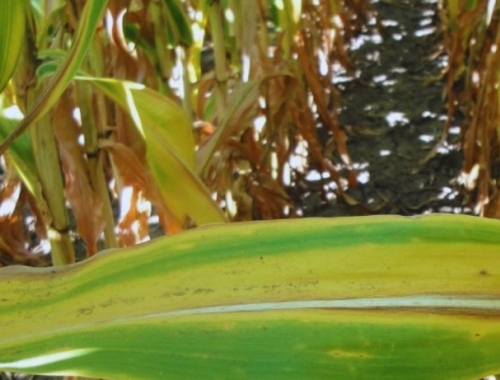 Lluvias y fertilización: cómo lograr más rindes en maíz, soja y girasol
