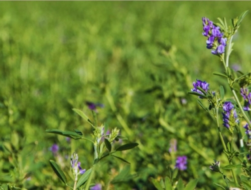 Alfalfa: el INTA avanza en genética para mejorar la producción
