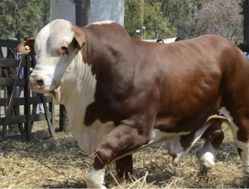 Genética bovina: los precios de los toros subieron un 61% interanual
