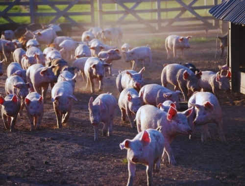 Carne de cerdo en Argentina: el consumo creció de 3 a 18 kilos por persona