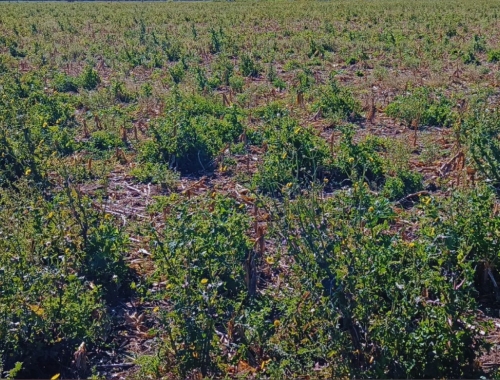 El Niño y más lluvias: el INTA advierte por una mayor presión de malezas en la campaña agrícola