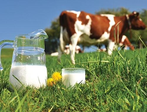 La calidad de la leche argentina alcanzó su máximo nivel en 12 años