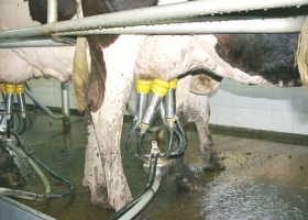 Otro ensayo para regular a la lechería