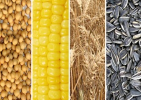 Los precios de los granos treparán en 2013