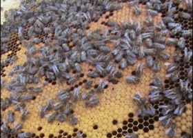 Advierten crítica situación de apicultores en el sur de Santa Fe