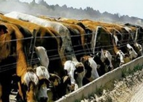 Con el alimento más caro, el feedlot ajusta la puntería
