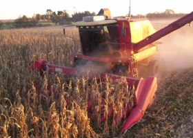 Se confirma la caída de rindes en soja y maíz