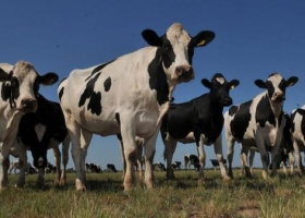 La menor producción de leche redujo 24% las exportaciones