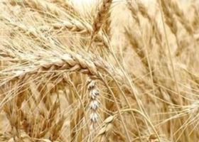 Por escasez, el trigo vale más que la soja