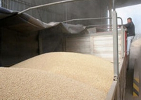Productores sufren demoras de hasta 45 días para cobrar ventas de granos