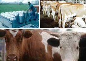 Fascendini pide datos de los costos y ganancias en la cadena láctea