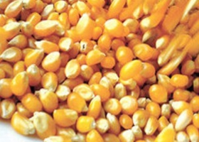 Señal para el maíz de la próxima siembra