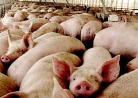 Impulsando la producción de cerdo