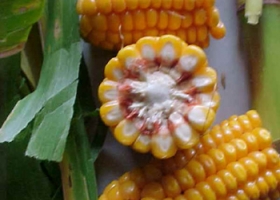 Corredores de granos temen que haya escasez de maíz como hubo con trigo