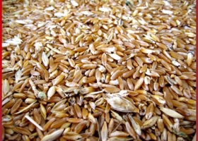 "El trigo que queda está en el sector exportador, en el campo hay poco stock"
