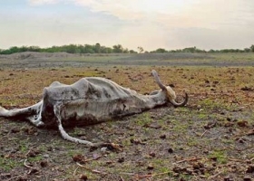 Por la sequía murió el 30% de los animales en el norte del país
