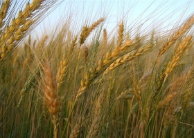 El 30% del trigo del centro-norte de la provincia, comprometido por la sequía 