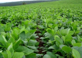 La siembra de soja se encamina hacia un nuevo récord