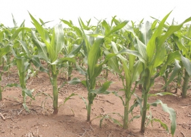 Se cerró la siembra de maíz con menos del 50% de la intención