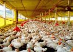 Maíz: “Hay potencial para abastecer la avicultura"