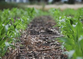 Encuesta CREA: Los agricultores recurren al endeudamiento para sembrar soja y maíz