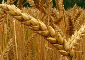 Presión al Gobierno para que abra las exportaciones de trigo