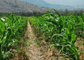 Lluvias apuntalan el ingreso de divisas: buenas perspectivas para la soja y el maíz